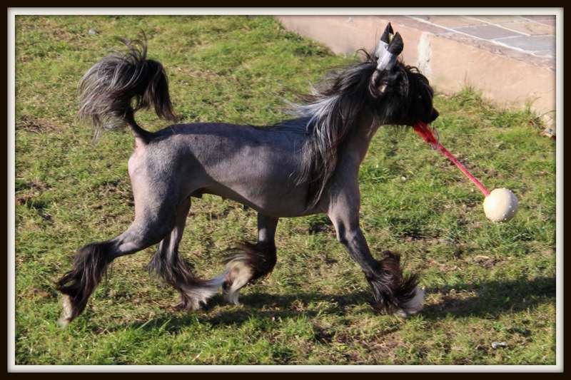 jappeloup du pavé de varennes