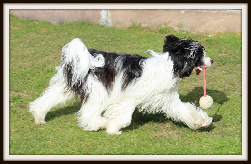 jalysko du pavé de varennes