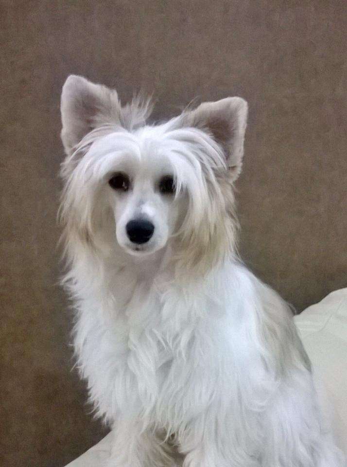 jalousy du pavé de varennes