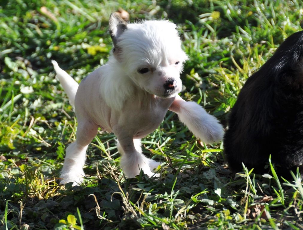 Jazzie Little Champs