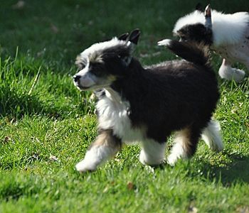 Jazz  Swing Little Champs