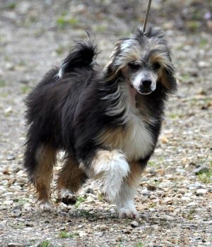 Jazz Pop Little Champs