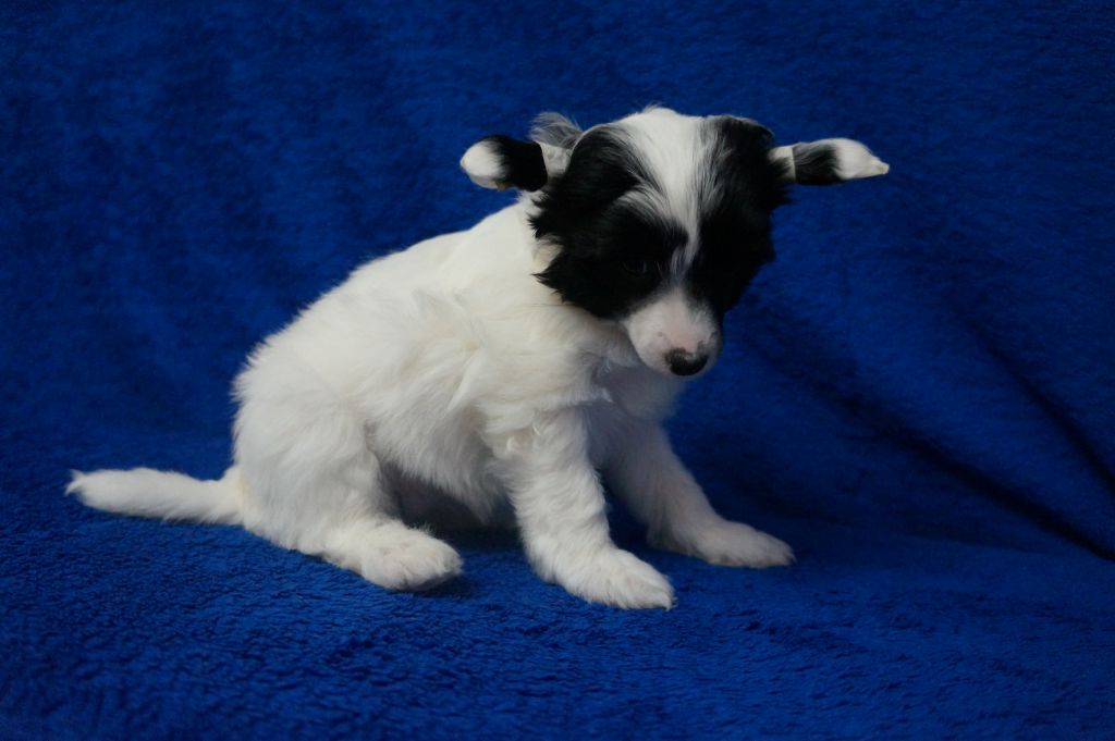 Belluchy Luange De Grazia