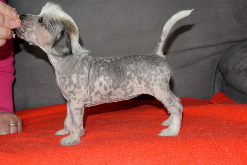 Fiabella's Fluttershy