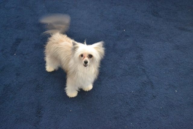 Lacshen Libertys Button It Up