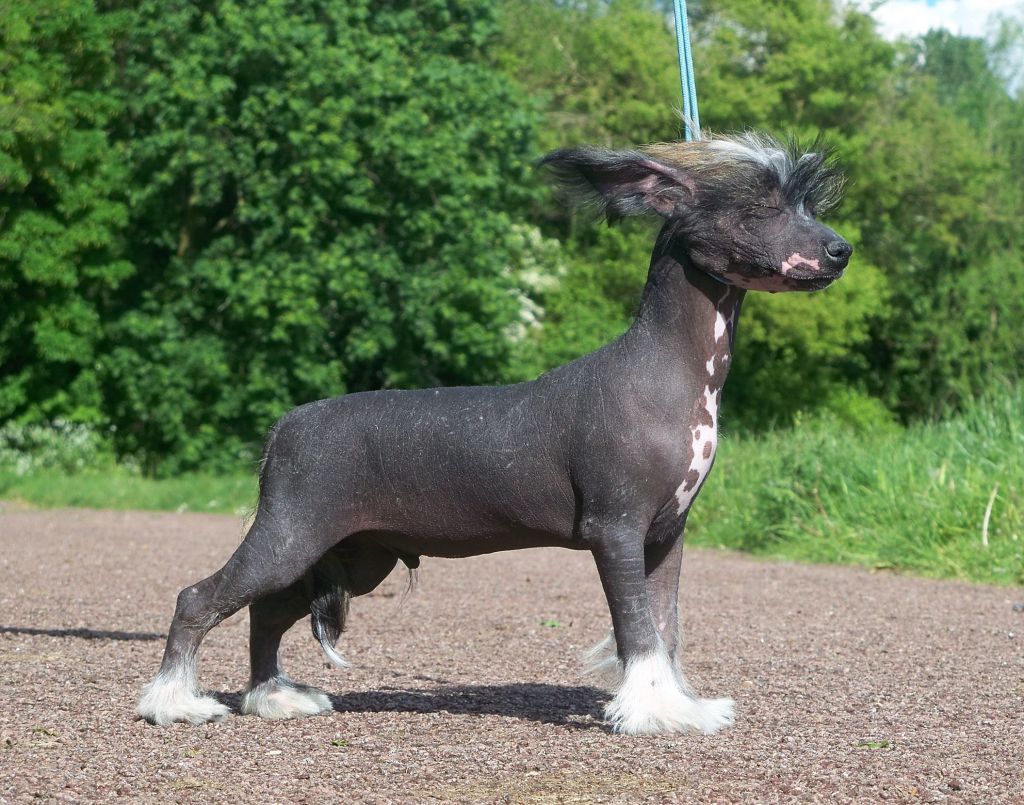 Moonswift  Guns n' Moses