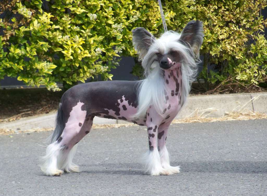 Shumllea See My Butt Wiggle