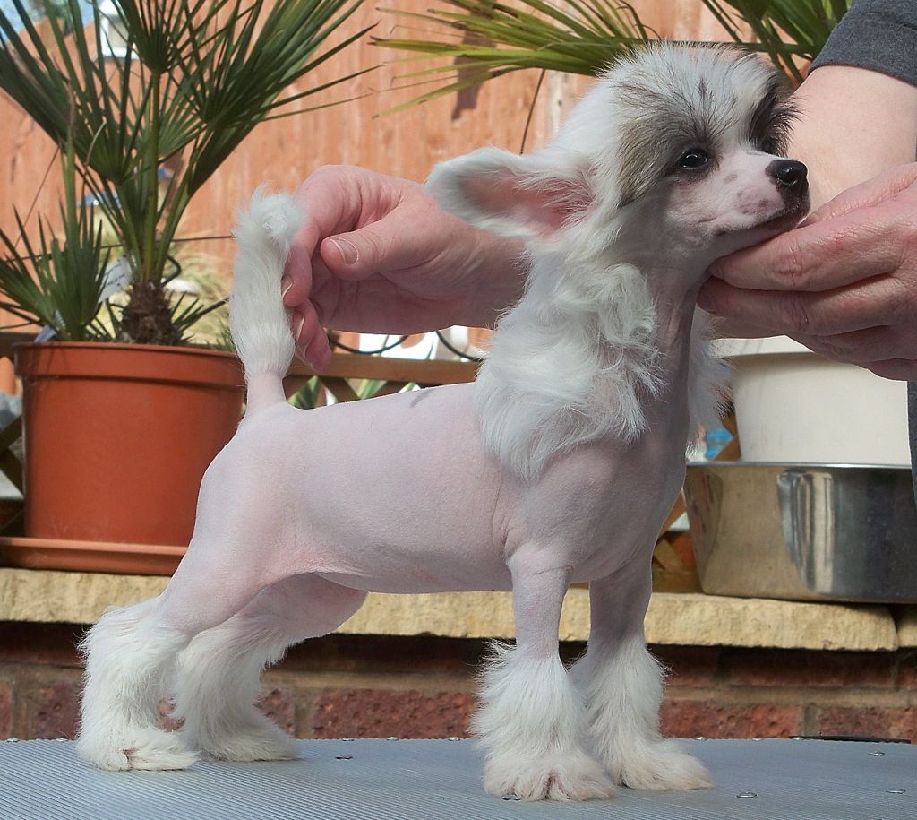 Shumllea Trending A Tiara