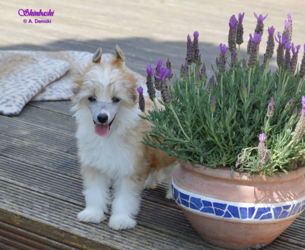 In Light Nights  von Shinbashi