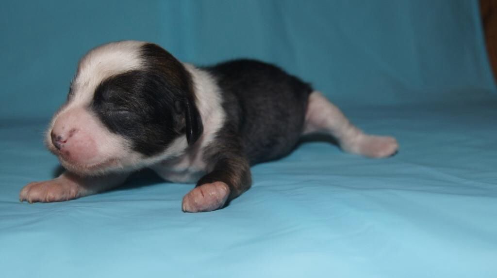 Zlato Dinastii Archi Black