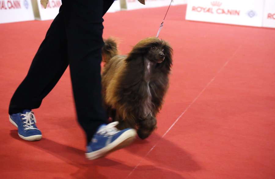 Bi-lav Plus Callisto Honey Boy