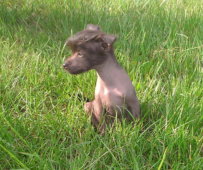 Bi-lav Plus Calvin Baby For Miss Madmuazel