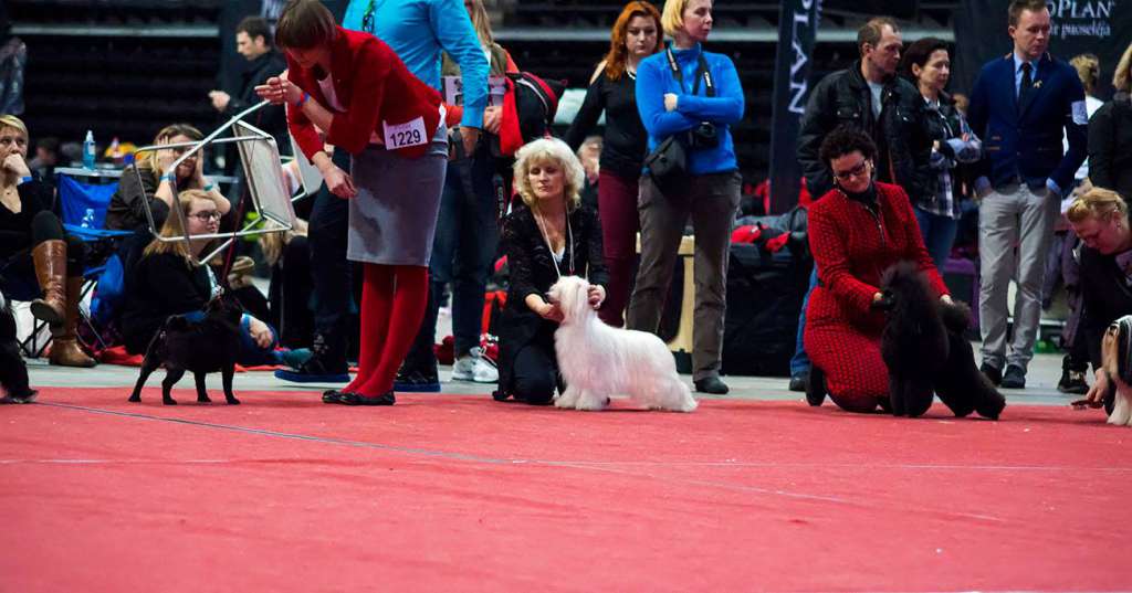 Int& Multi Futureline Felicie Magic Fairy