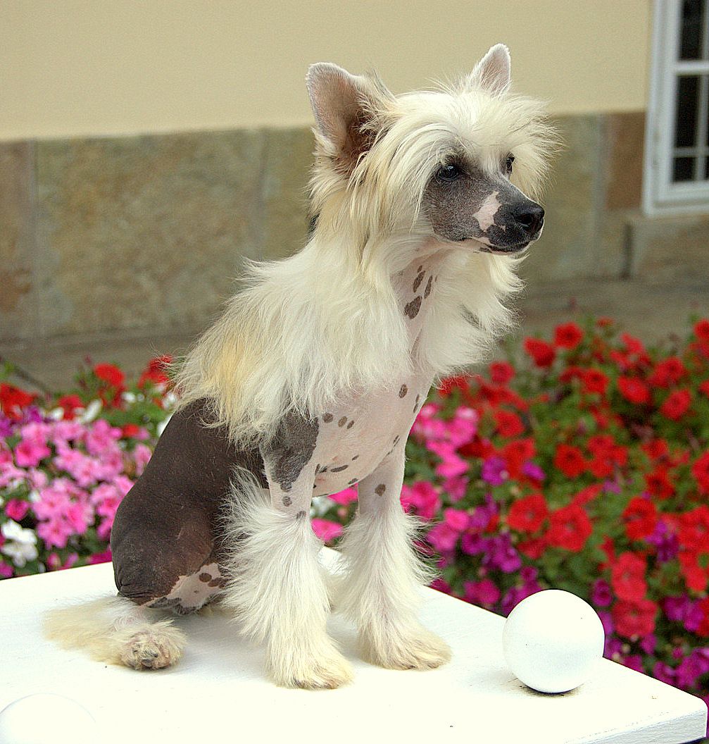 Fashion by Angels  z Andelovy dlane