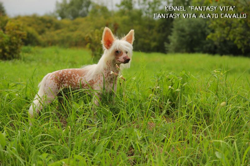 Fantasy Vita Alato Cavallo