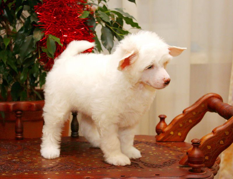 Fantasy Vita Alto Neve