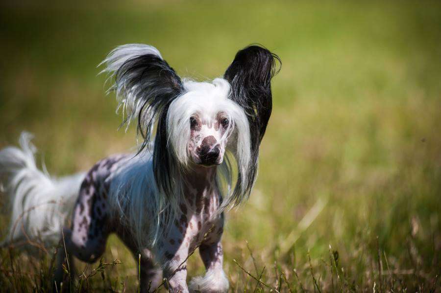 Fantasy Vita Alfa Fiera