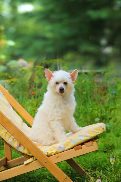 Fantasy Vita Alunno Maliardo