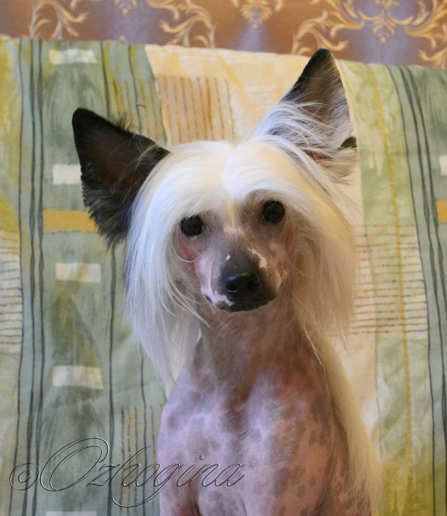 Tyler Favorite of Sun