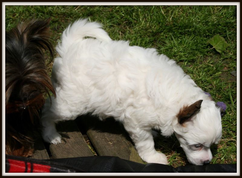 jubilee du pavé de varennes