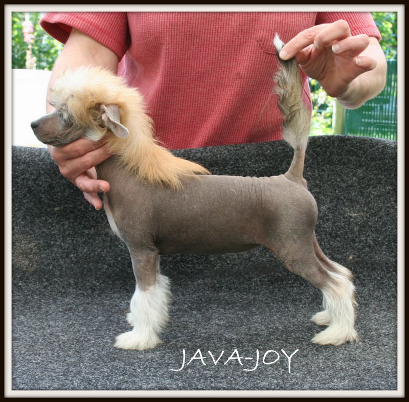 java-joy du pavé de varennes