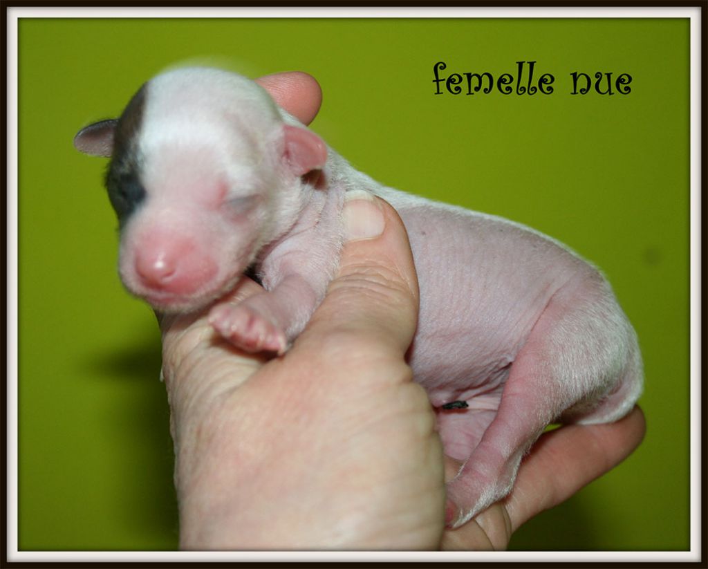 jewel du pavé de varennes