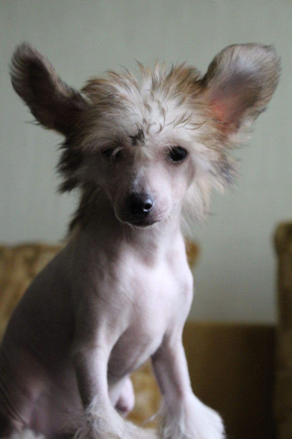 Luniks Stail Angel Rose