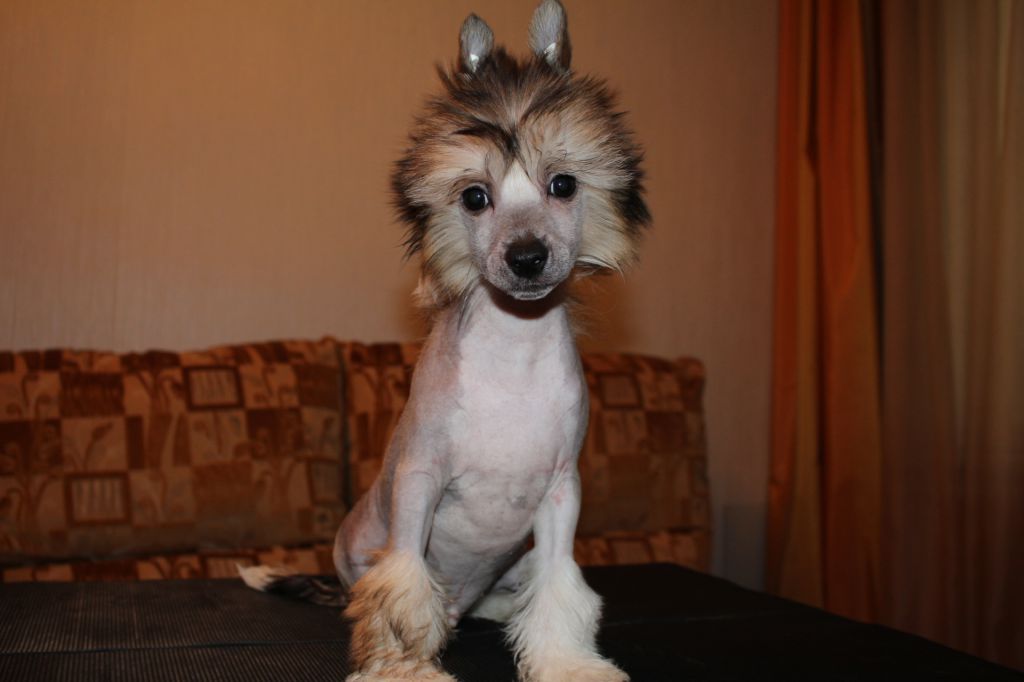 Luniks Stail Ben Affleck