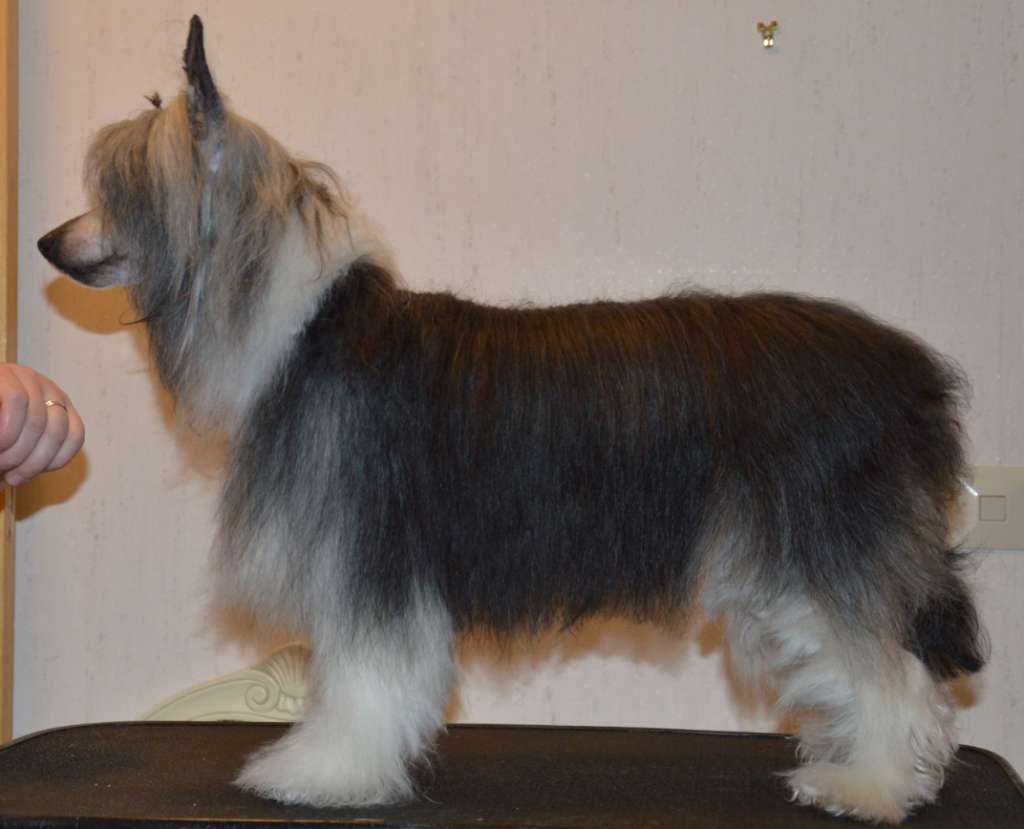 Luniks Stail  Bella Swan