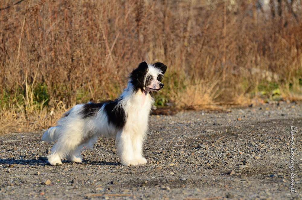 Elance Louange  Iten Balder