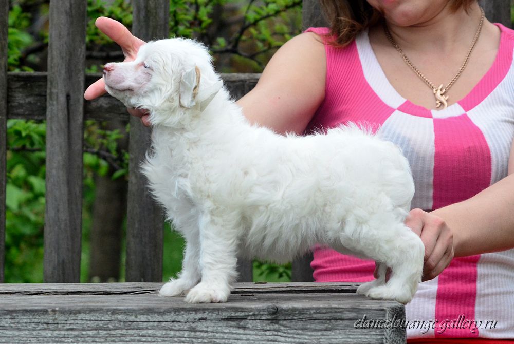 Elance Louange Internal Energy