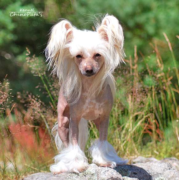 ChinoPata's Fallen Fruitcake