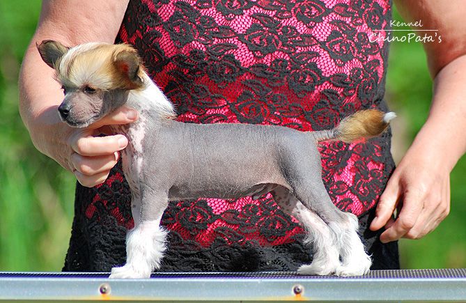 ChinoPata's Frosty Cheesecake