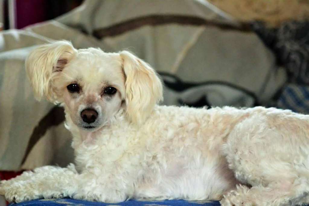 ChinoPata's Fluffy Pancake