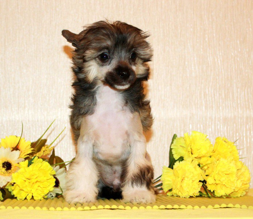 Florizel Malenkie Prince