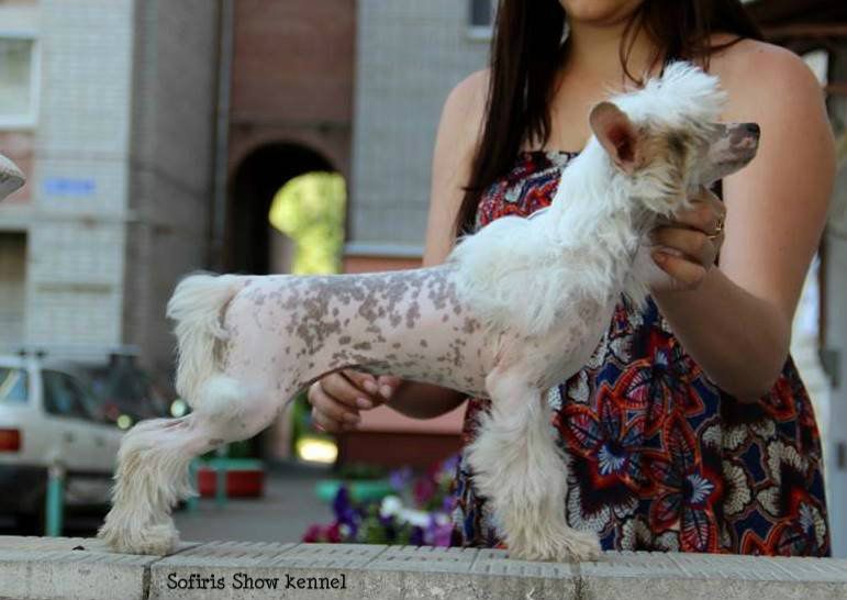 Sofiris Show Winner for Stories Dreams