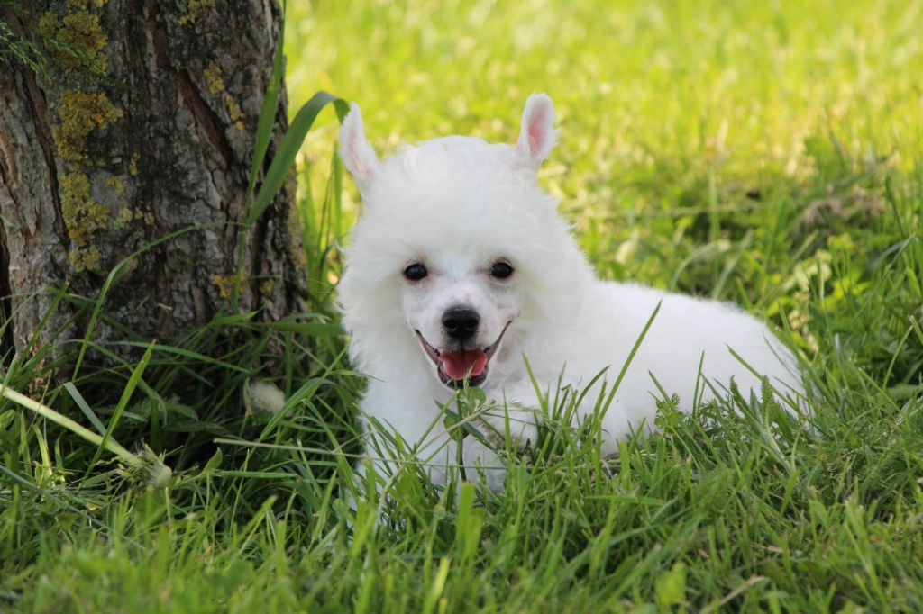 Happy Ray Darling Blues