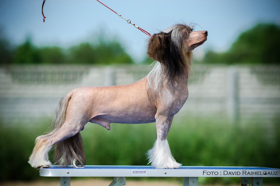 Vivat Sanraiz Breaker of Heart