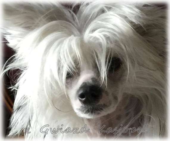 IVANA z Gwiazd Kasjopei