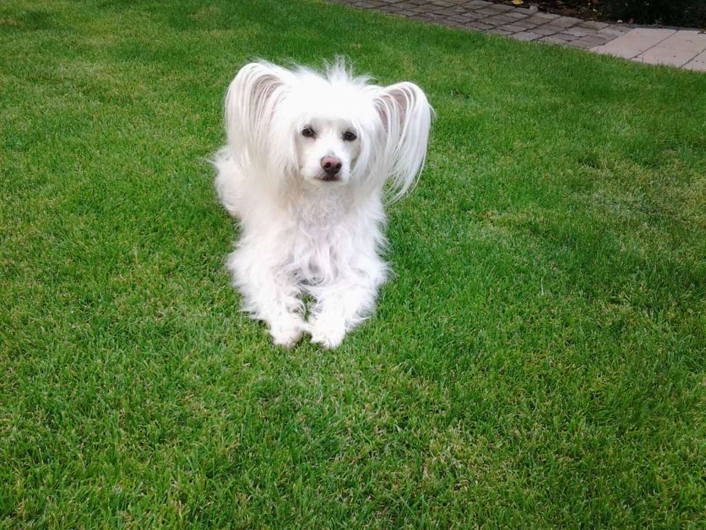 Felici Amici Angel Of Dreams