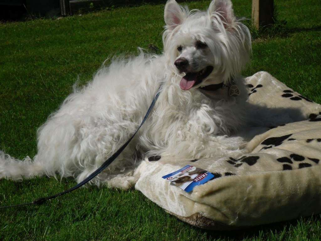 Felici Amici A Little Ice Prince