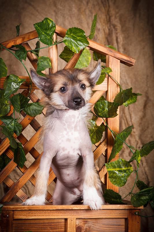 Star Dynasty Eva-Longoria