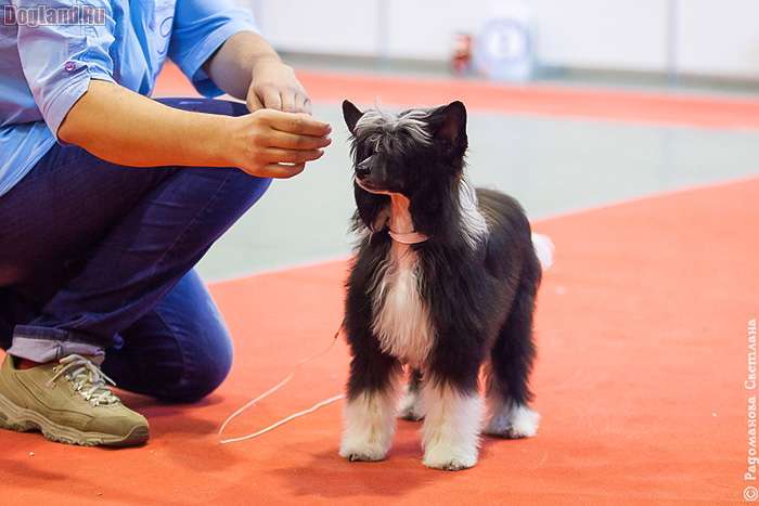 Fiery Fame Flight Of Fancy