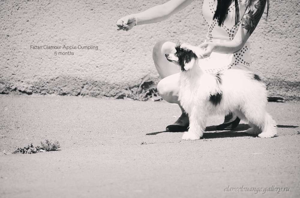 Fazan Glamour Apple Dumpling