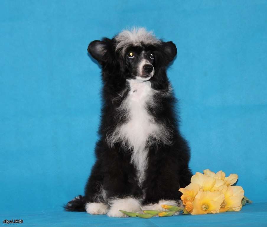 Takaya Vsya  Takaya dlya  Liris