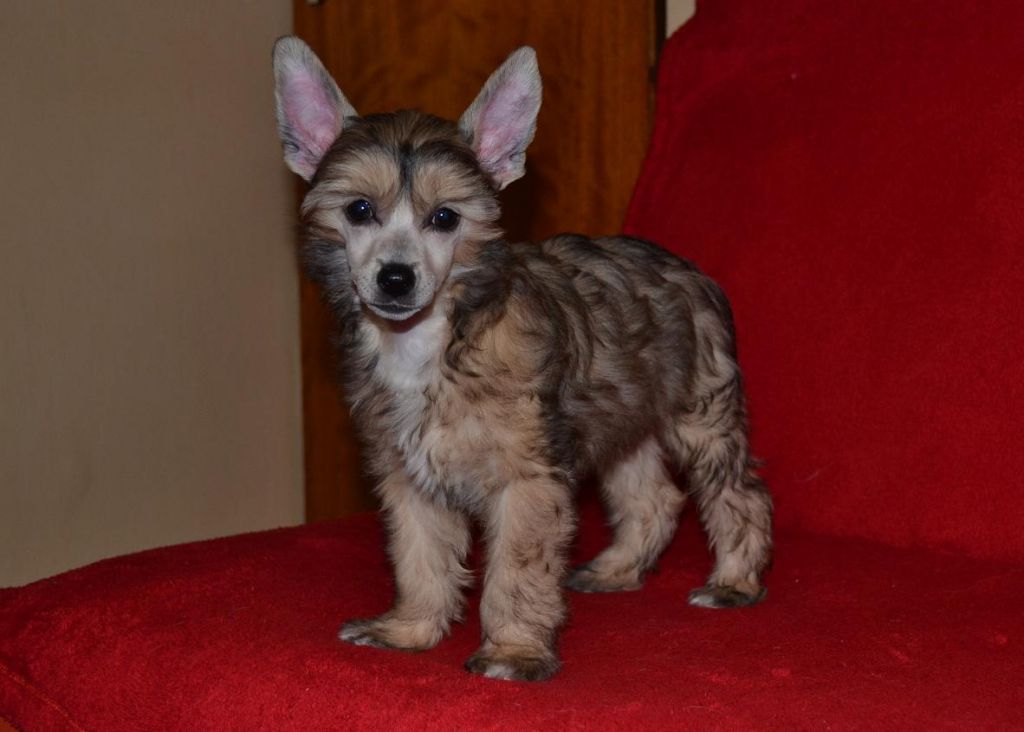 Clara z Kutskych luk