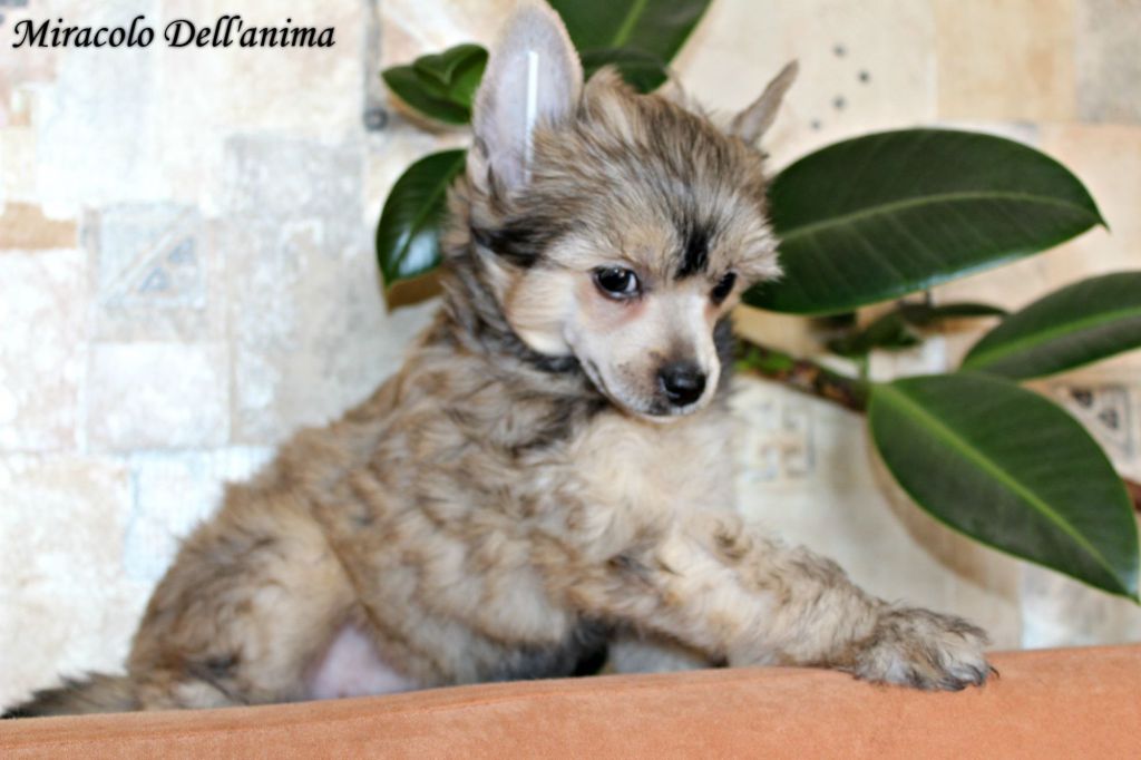 Isa Dayra Miracolo Dell'anima