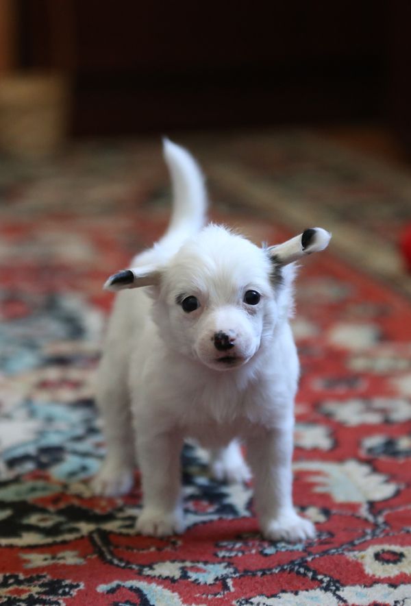 Alfa Laval Pole Position