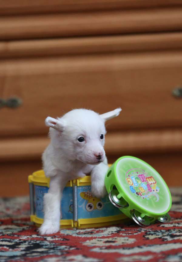 Alfa Laval Pretty Woman