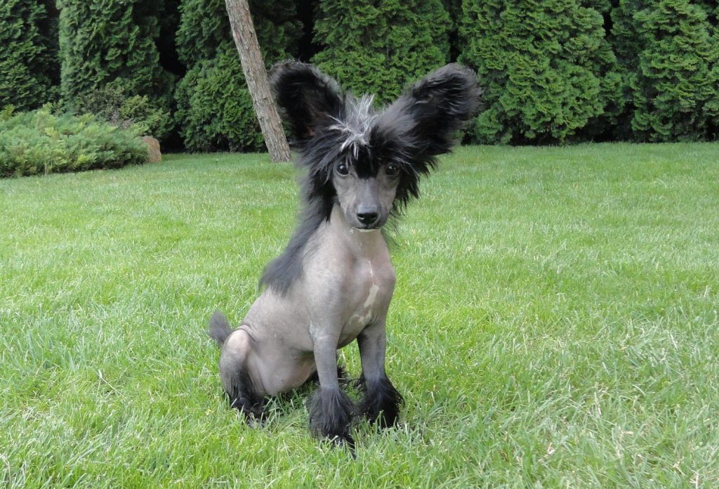 A'Shantal Bonus Westtai